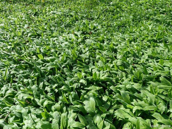 Spinach cultivation methods