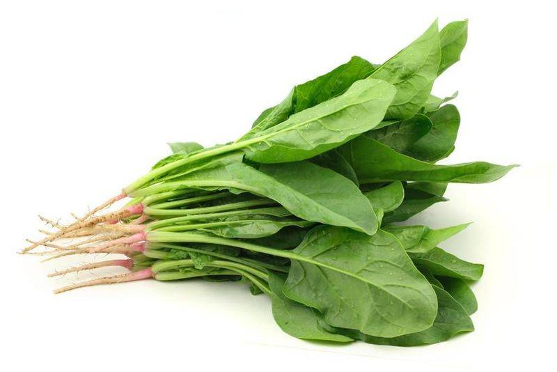 Spinach cultivation methods