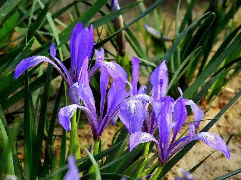 Maramite cultivation methods
