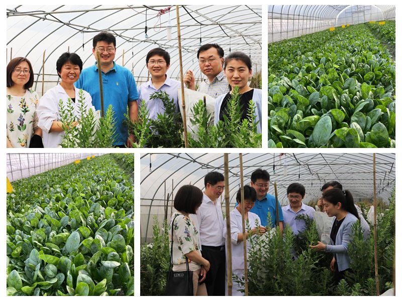 菠菜种植方法