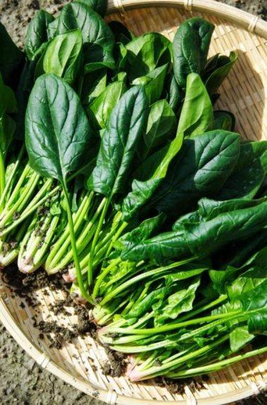 Video on spinach growing techniques
