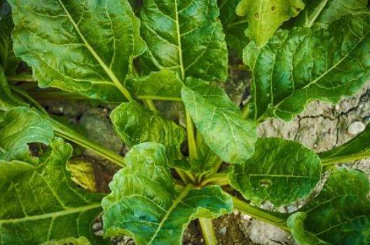 Video on spinach growing techniques
