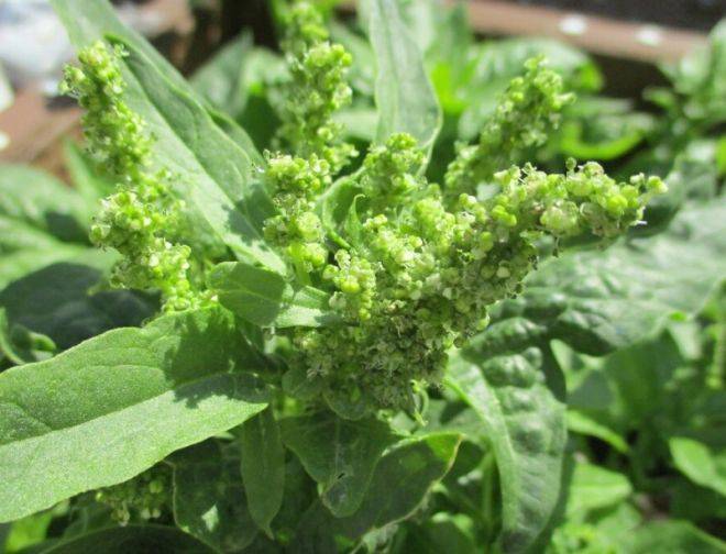 Video on spinach growing techniques