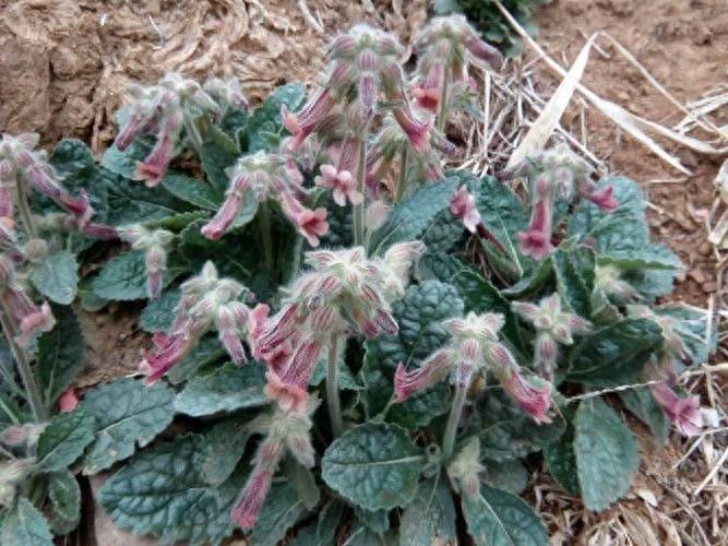 Precious medicine cultivation techniques