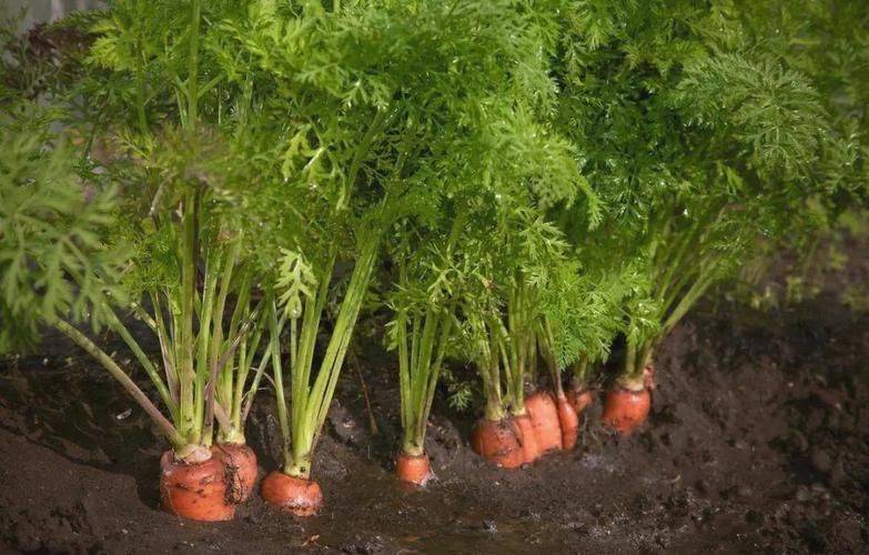 Carrot growing videos and methods
