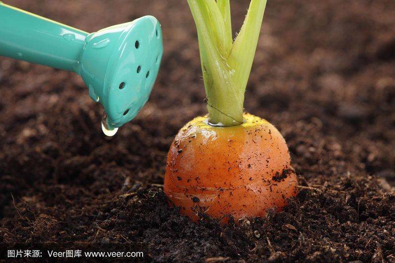 Carrot growing videos and methods
