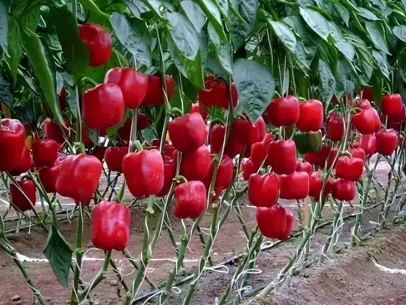 The method of planting red in the snow