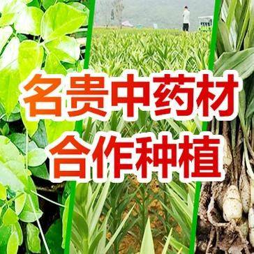 Precious medicine cultivation techniques
