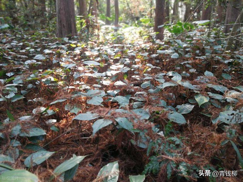 Precious medicine cultivation techniques
