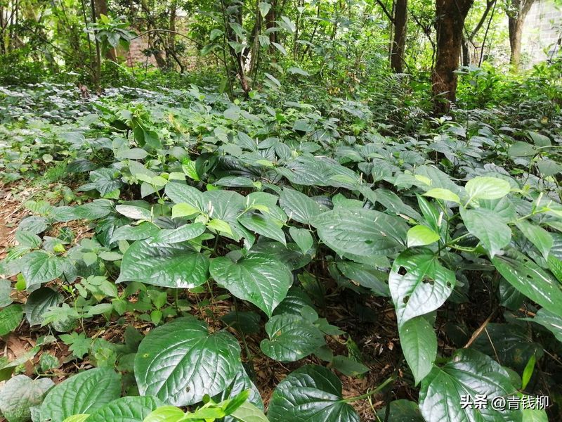Precious medicine cultivation techniques