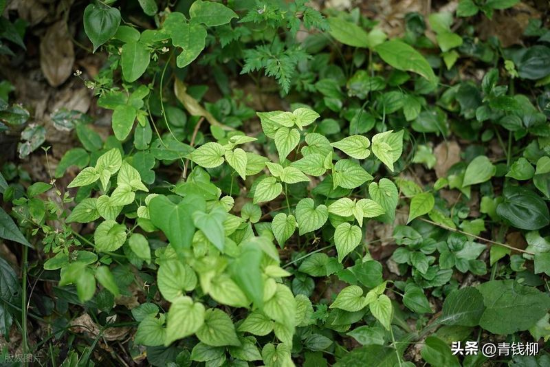 Precious medicine cultivation techniques