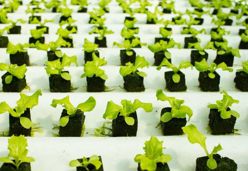Plankton cultivation methods
