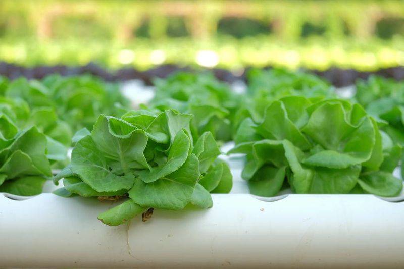 Plankton cultivation methods