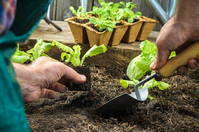 Plankton cultivation methods