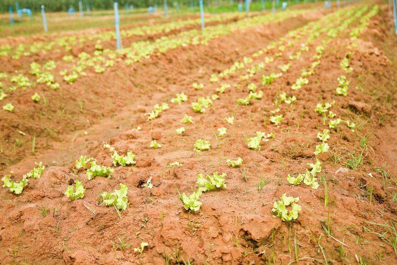 Plankton cultivation methods