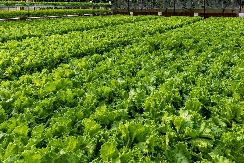 Plankton cultivation methods