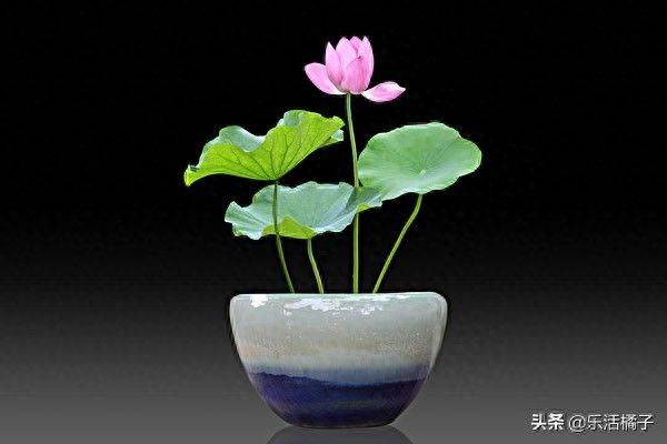 Technology for the cultivation of flowers