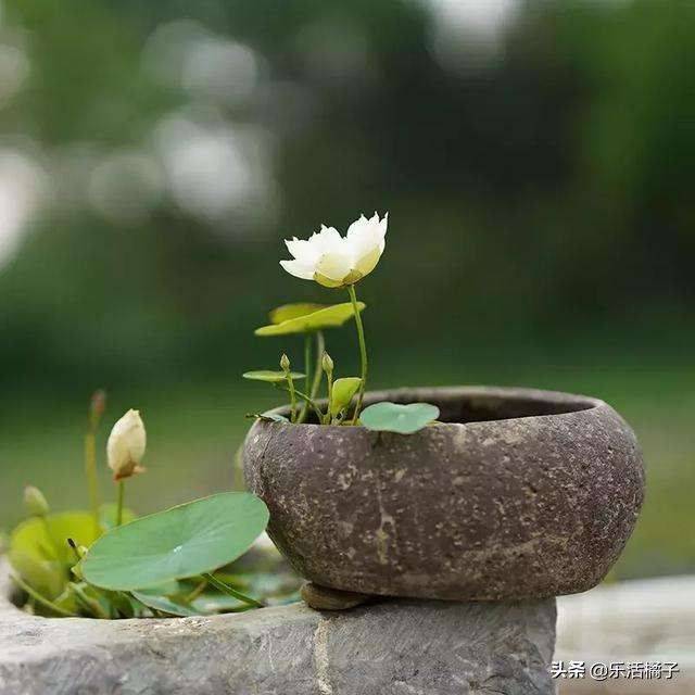 Technology for the cultivation of flowers