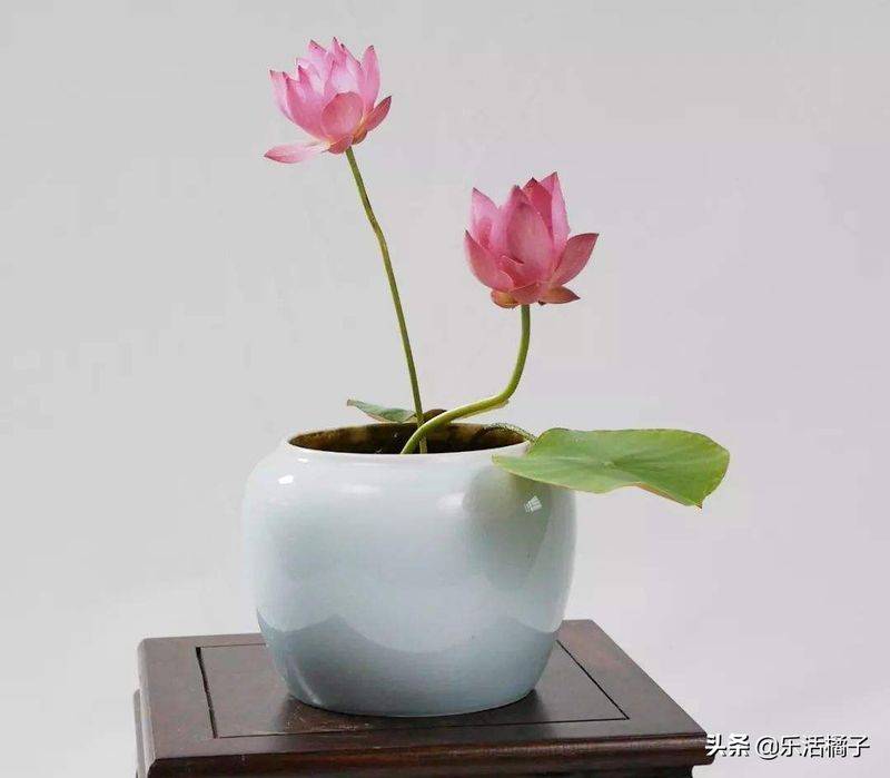 Technology for the cultivation of flowers