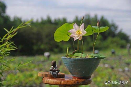 Technology for the cultivation of flowers