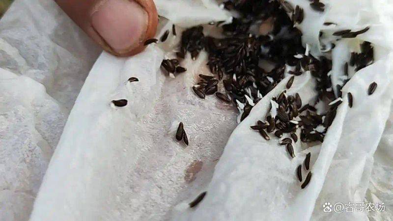 种植技术大全