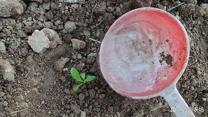 种植技术大全