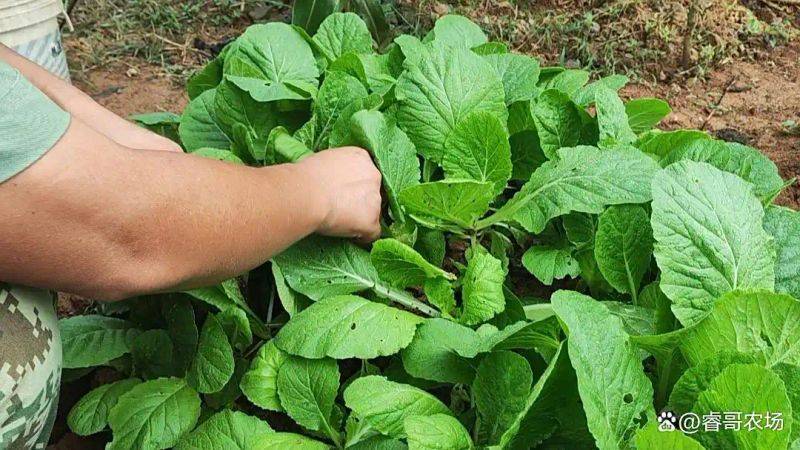 种植技术大全