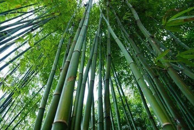 玉竹种植技术