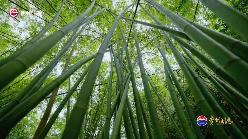 玉竹种植技术
