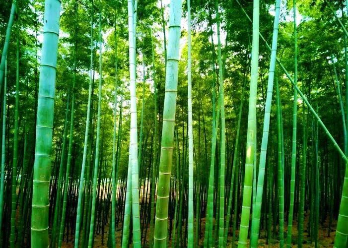 玉竹种植技术