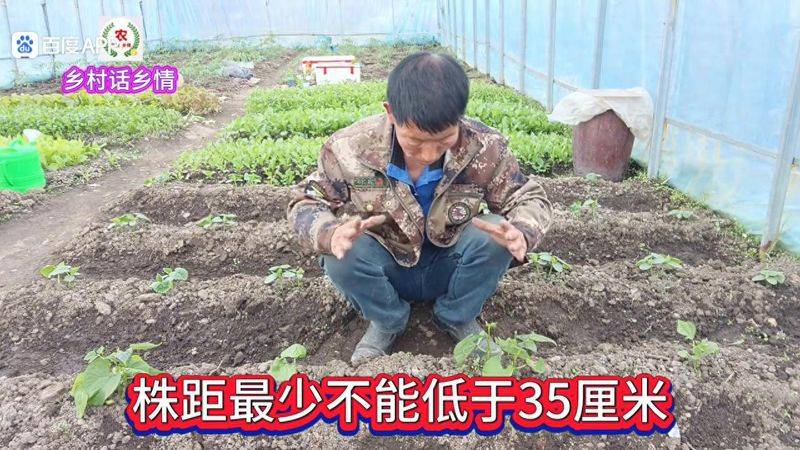 无架豇豆种植技术