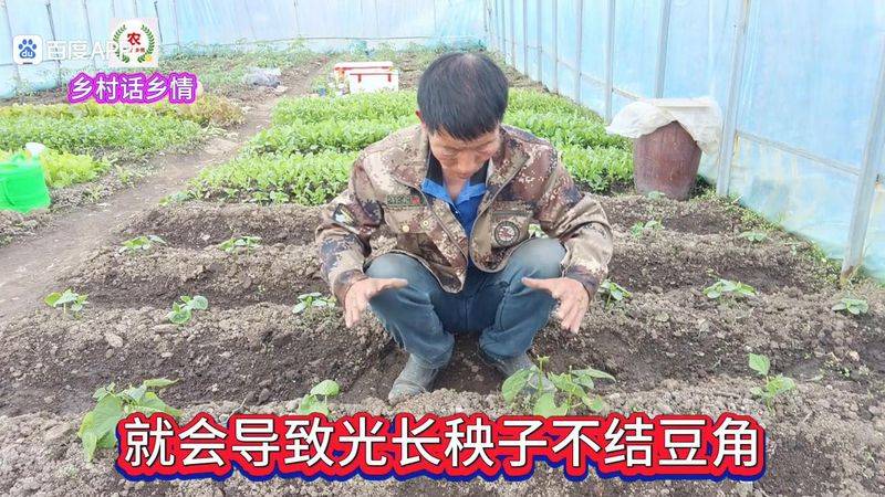 无架豇豆种植技术