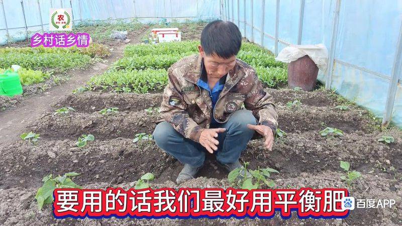无架豇豆种植技术
