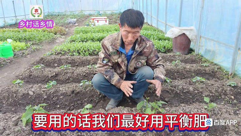 无架豇豆种植技术