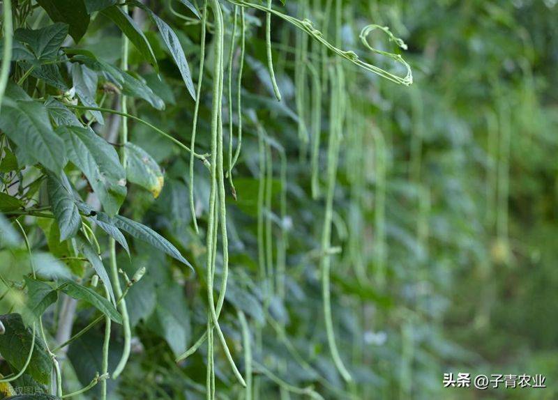 无架豇豆种植技术