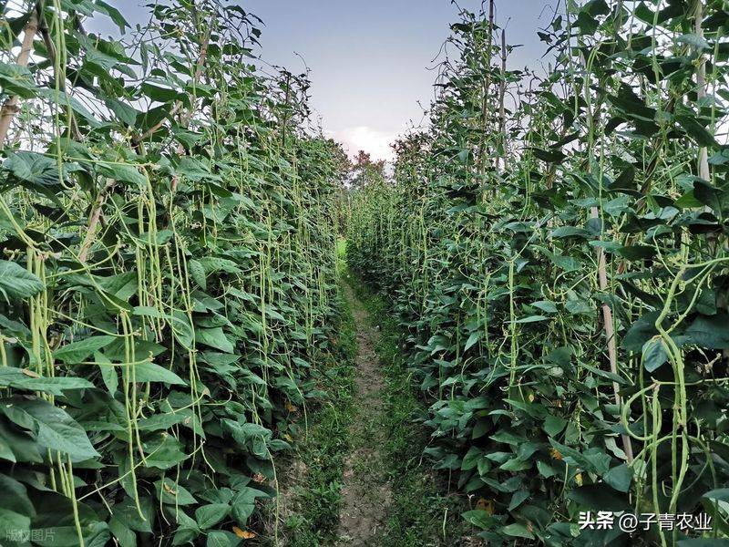 无架豇豆种植技术