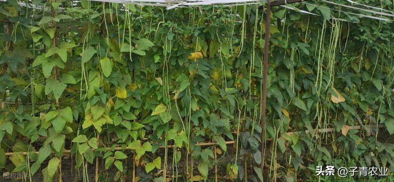 无架豇豆种植技术