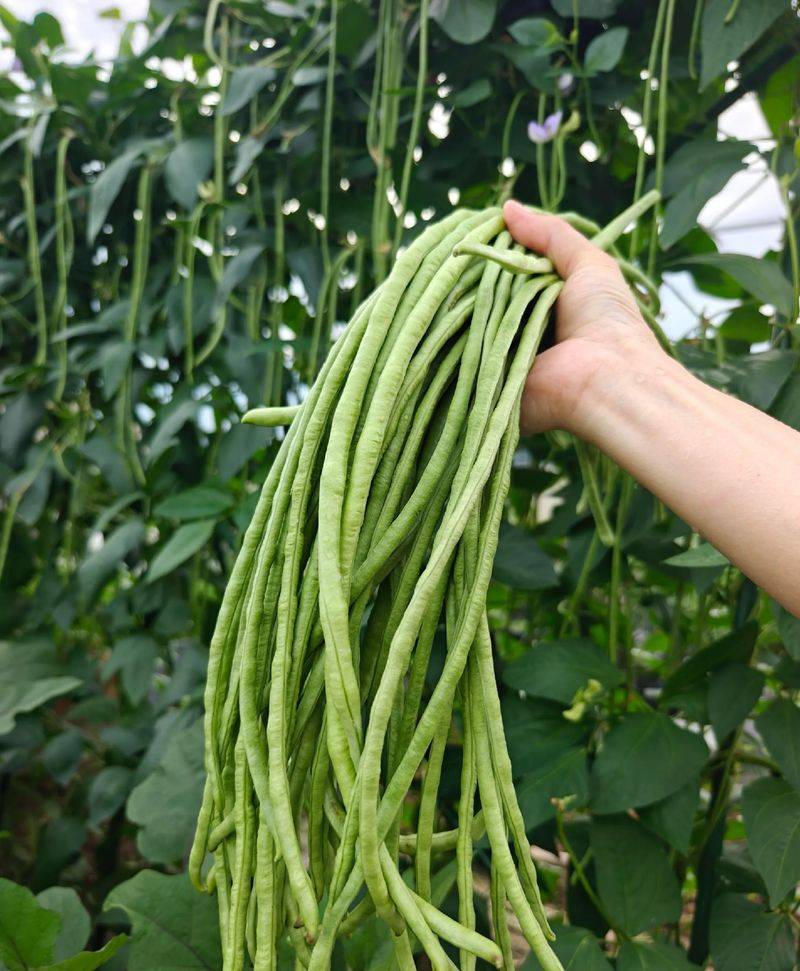 无架豇豆种植技术