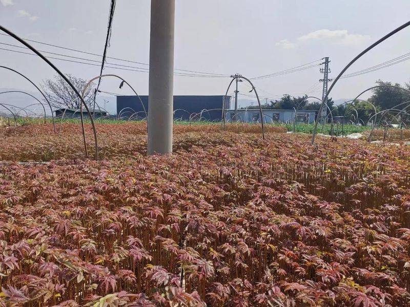 香椿苗种植方法