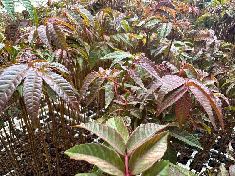 香椿苗种植方法