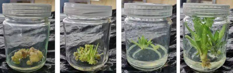 剑麻种植技术