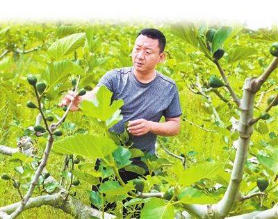 A fruit tree for henan