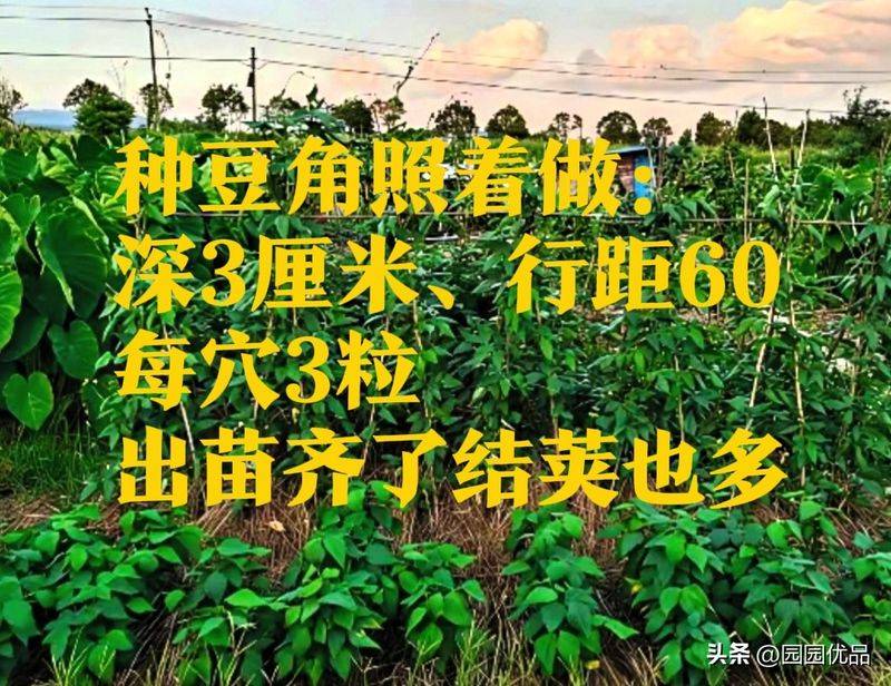无架豇豆种植技术