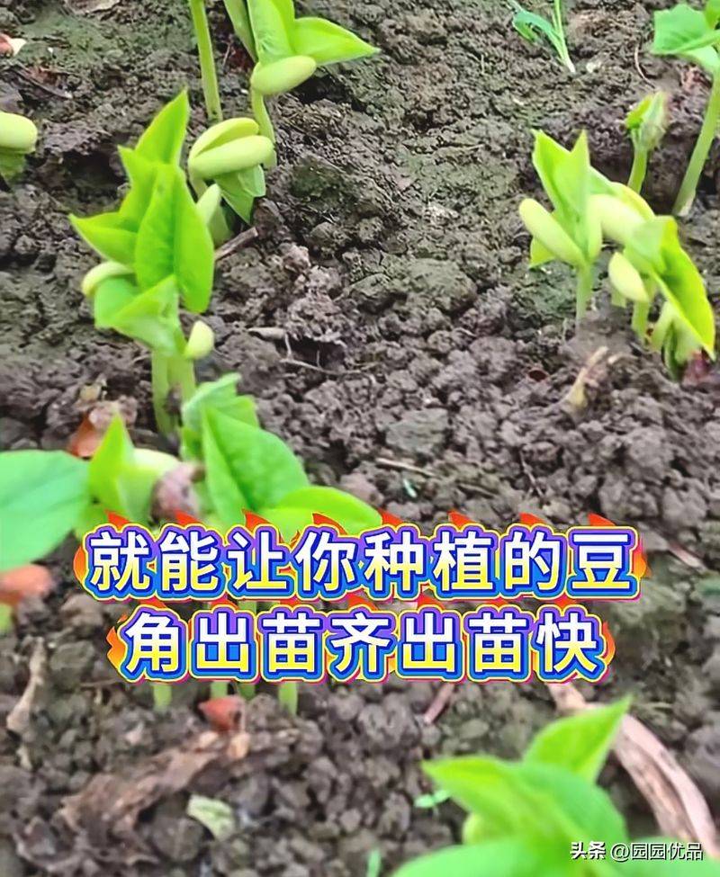 无架豇豆种植技术