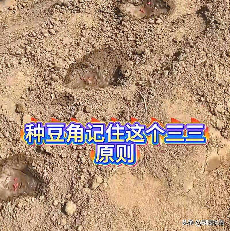 无架豇豆种植技术