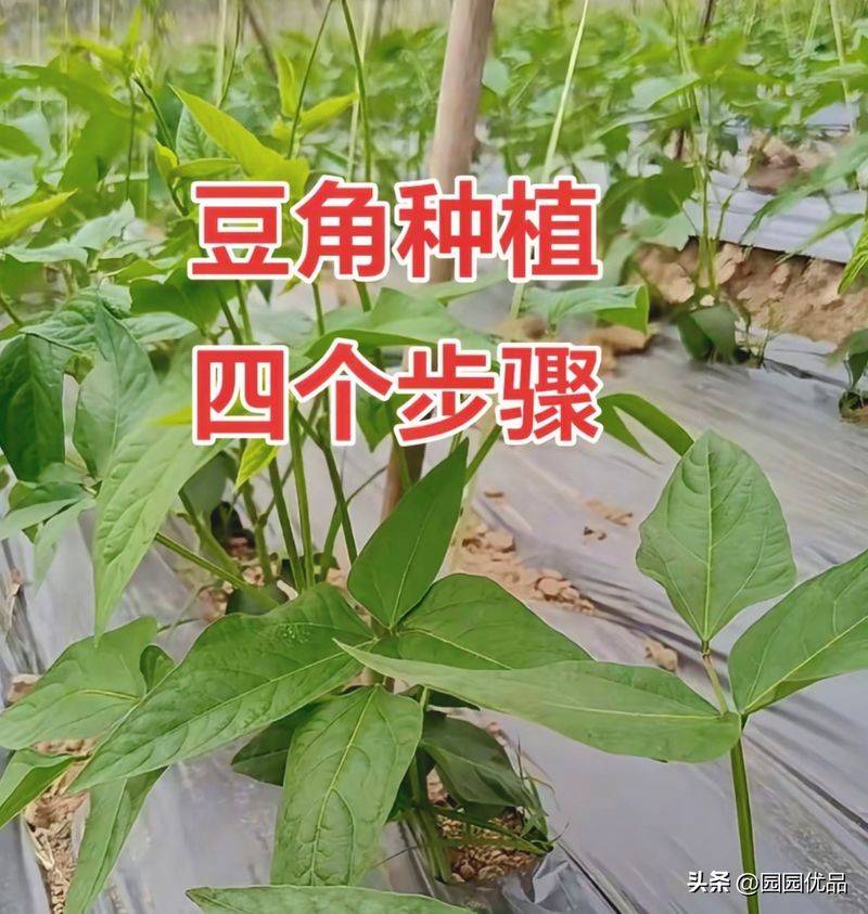 无架豇豆种植技术