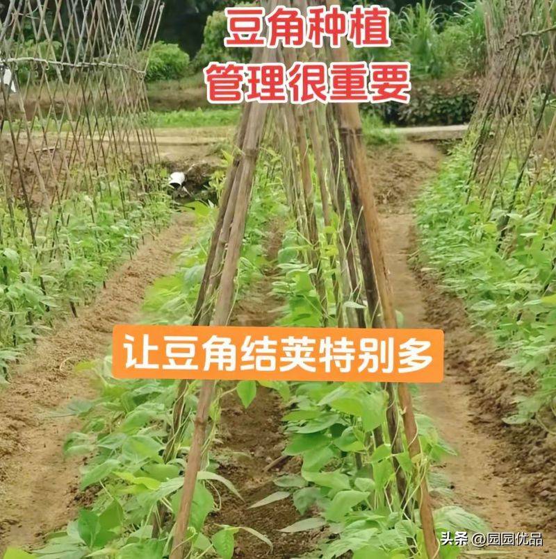 无架豇豆种植技术