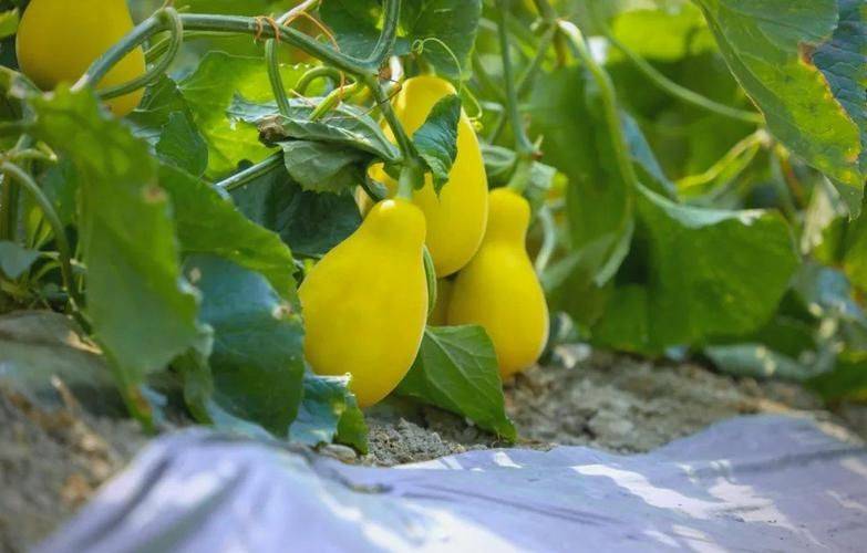 节瓜的种植方法