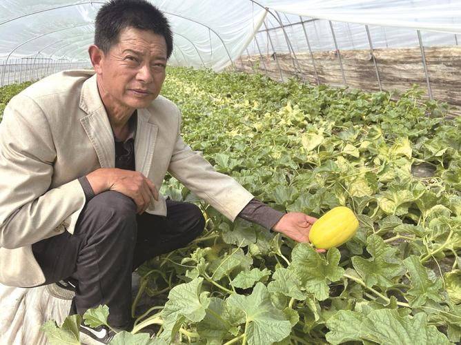 节瓜的种植方法
