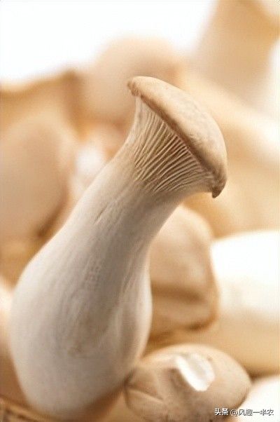 Technology for vegetable growing in the early spring